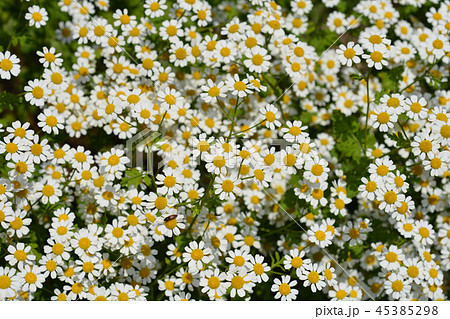 Golden Feverfew 45385298