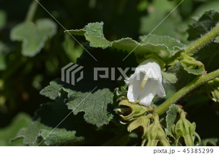 Woolly bellflower Woolly bellflower 45385299