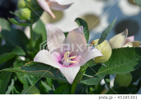 Balloon flower 45385301