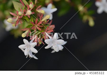 Glossy abelia 45385322