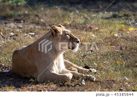 Asiatic lioness (Panthera leo persica).  45385644