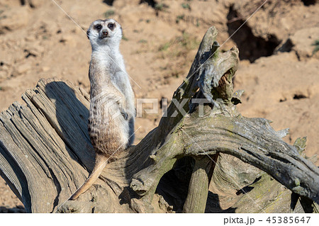 Suricata standing on a guard. Suricata standing on a guard. 45385647