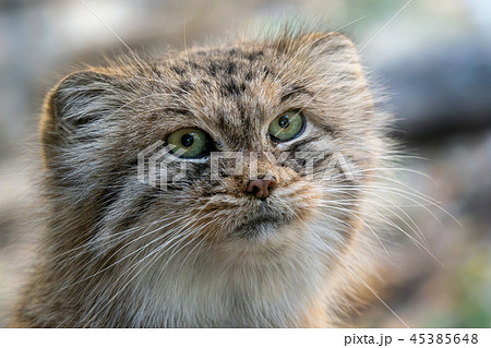 Manul or Pallas's cat, Otocolobus manul Manul or Pallas's cat, Otocolobus manul 45385648