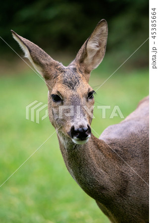 Roe deer in forest, Capreolus capreolus.  45385664