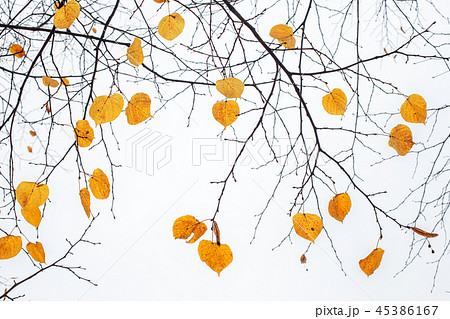 Yellow last leaves on the branches of a tree Linden Yellow last leaves on the branches of a tree Linden 45386167