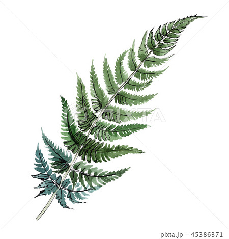 Isolated green fern illustration element. Watercolor background illustration set. Green leaf. 45386371