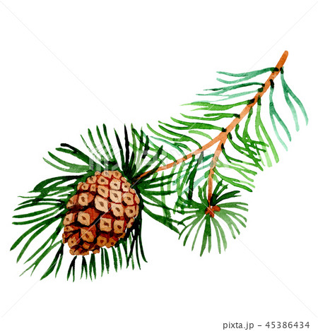 Pine branch. Christmas winter holiday symbol in a watercolor style isolated. 2019 year. Pine branch. Christmas winter holiday symbol in a watercolor style isolated. 2019 year. 45386434