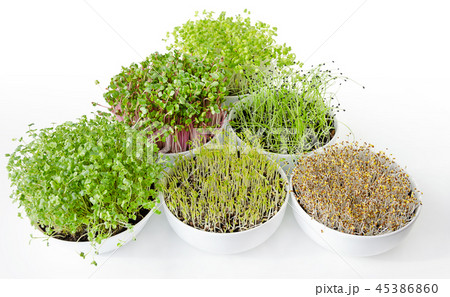Microgreens and sprouts triangle in white bowls 45386860