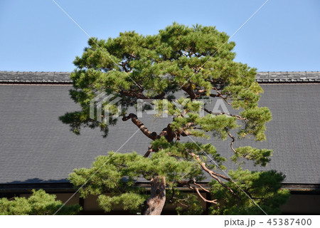 庭の赤松 45387400