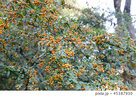 ピラカンサス 45387930