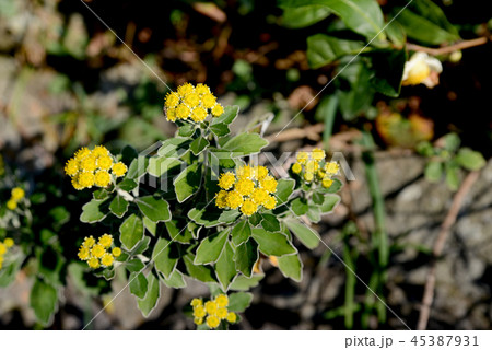 イソギク イソギク 45387931