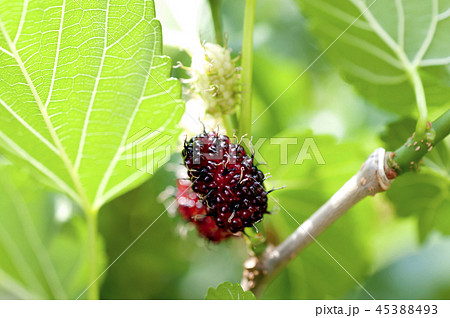 クワの実 クワの実 45388493