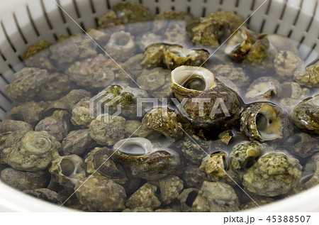 チンボーラー(カンギクガイ)砂抜き チンボーラー(カンギクガイ)砂抜き 45388507