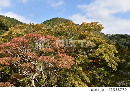 海住山寺　本坊庭園借景 45388779