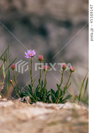 Wild flower on rock 45389147