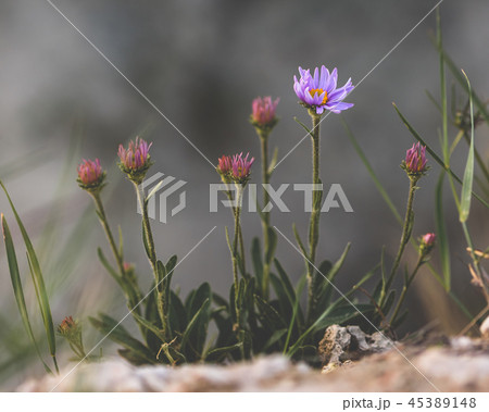 Purple flower on rock 45389148