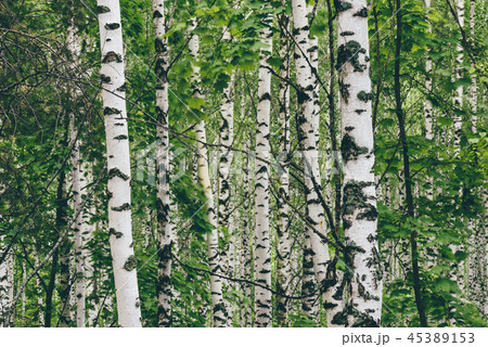Birch tree background Birch tree background 45389153