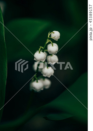 Flower of lily of the valley in forest 45389157