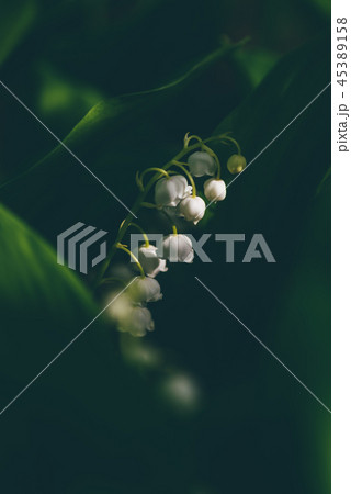 Flower of lily of the valley in forest 45389158