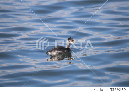 ハジロカイツブリ 45389279
