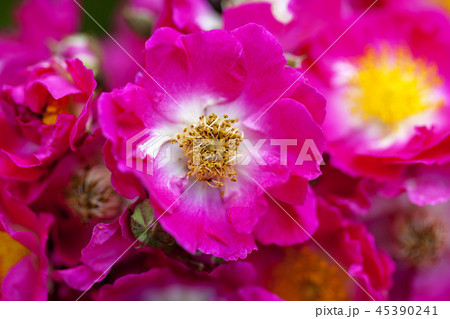 仁川 インチョン 韓国 45390241