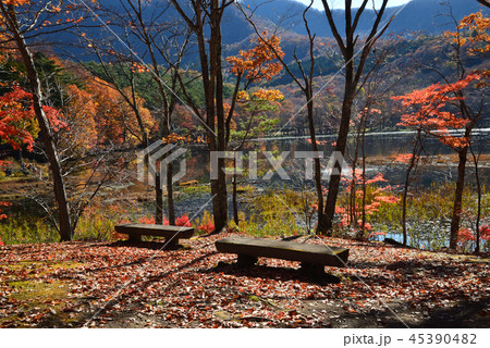 観音沼森林公園へ行きました　　＃57 45390482