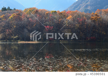 観音沼森林公園へ行きました　　＃51 45390501