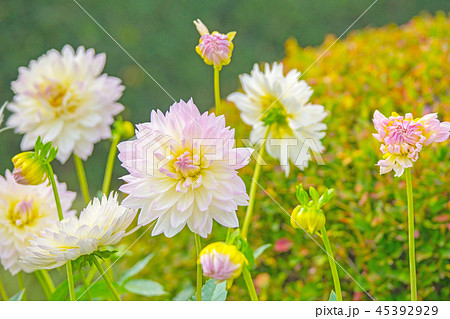 ダリア 45392929