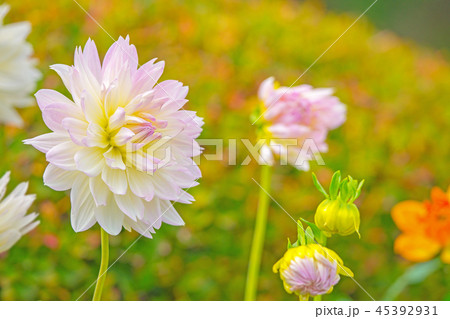ダリア 45392931