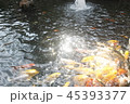 happy carp, chaina center, water, 45393377