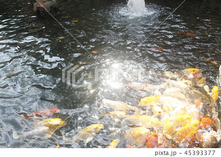 happy carp, chaina center, water, happy carp, chaina center, water, 45393377