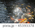 happy carp, chaina center, water, 45393378