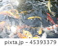 happy carp, chaina center, water, 45393379