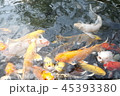 happy carp, chaina center, water, 45393380