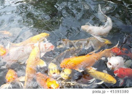 happy carp, chaina center, water, happy carp, chaina center, water, 45393380