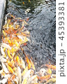 happy carp, chaina center, water, 45393381