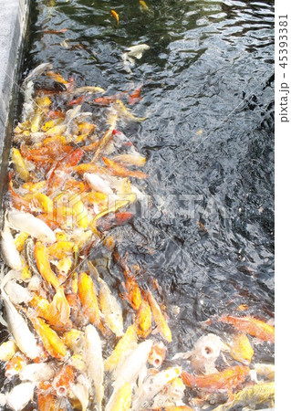 happy carp, chaina center, water, 45393381