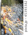 happy carp, chaina center, water, 45393382