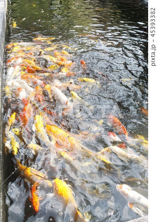 happy carp, chaina center, water, 45393382