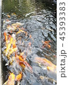 happy carp, chaina center, water, 45393383