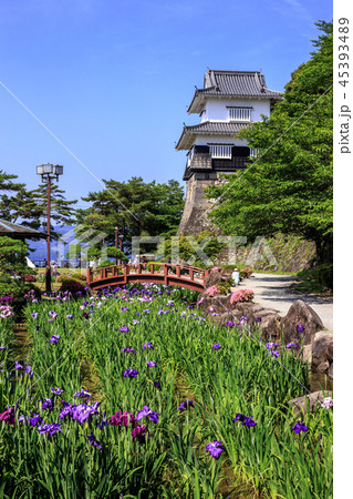 大村公園の花菖蒲 45393489