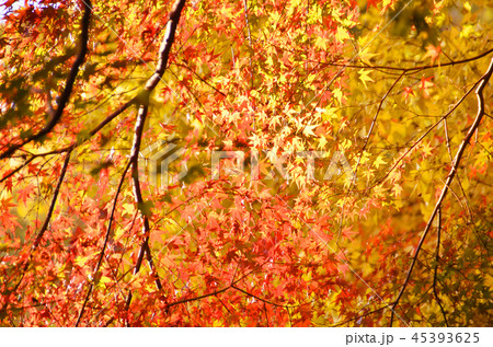 目の前に広がる紅葉 目の前に広がる紅葉 45393625