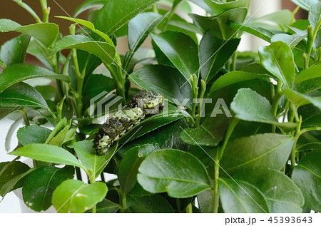 脱皮直前のナミアゲハの4齢幼虫 脱皮直前のナミアゲハの4齢幼虫 45393643