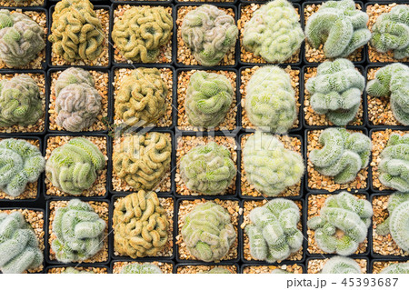 Cactus many variants in the pot for planting Cactus many variants in the pot for planting 45393687