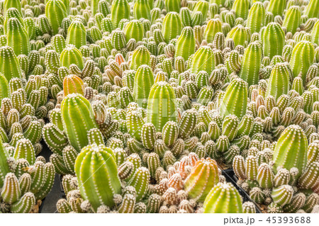 Cactus many variants in the pot for planting 45393688