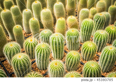 Cactus many variants in the pot for planting  45393705