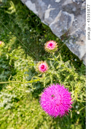 Blooming Thistle and bee collecting pollen 45393877