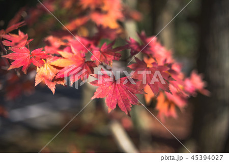 紅葉 紅葉 45394027