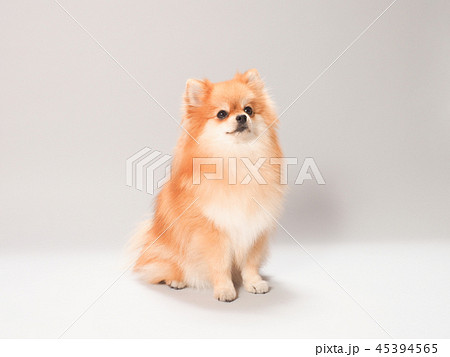 お座りしたポメラニアン お座りしたポメラニアン 45394565