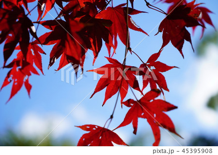 京都　二尊院 45395908